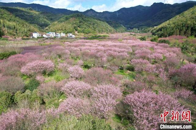 俯瞰关中村古响自然村梅花林王东明摄