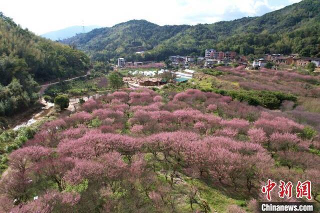 俯瞰关中村古响自然村梅花林王东明摄