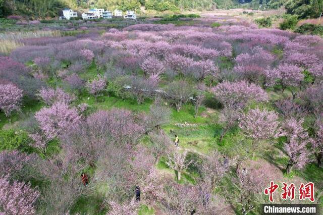 梅花林吸引许多市民前来踏春赏梅。王东明摄