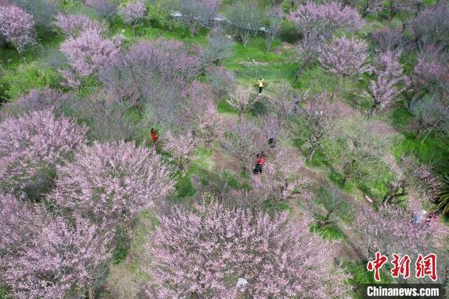 梅花林吸引许多市民前来踏春赏梅。王东明摄