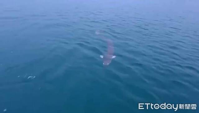 台湾日月潭惊传有人目击2.5米长巨大“水怪”专家推测可能是鳗鱼