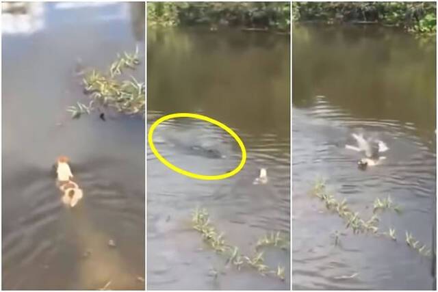 不知情的花狗在水中悠游，结果惨遭鳄鱼攻击身亡。