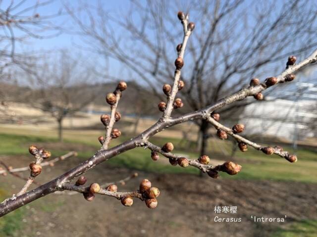 上海辰山植物园寒樱“初醒”迎春来 早樱预计月底陆续开放