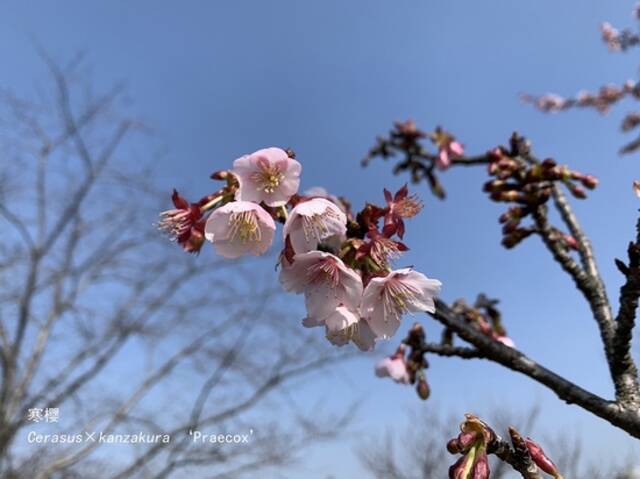 上海辰山植物园寒樱“初醒”迎春来 早樱预计月底陆续开放