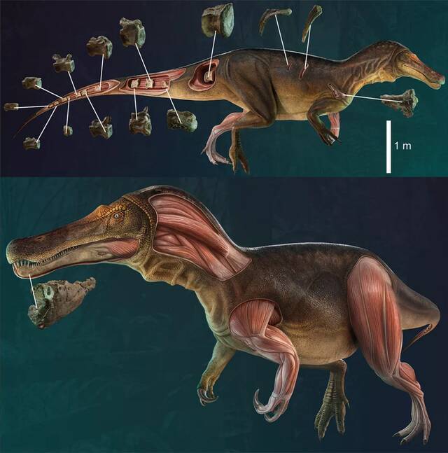 葡萄牙古生物学家发现一种新棘龙Iberospinus natarioi