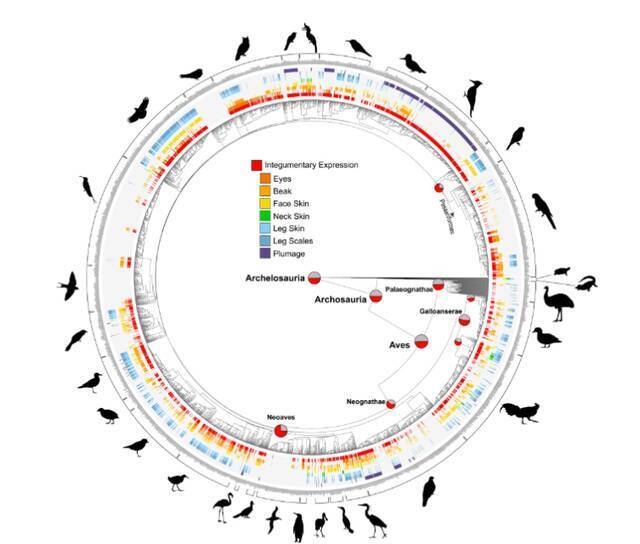 《进化》杂志：恐龙的脸和脚可能具有与现代鸟类相似的鲜艳颜色