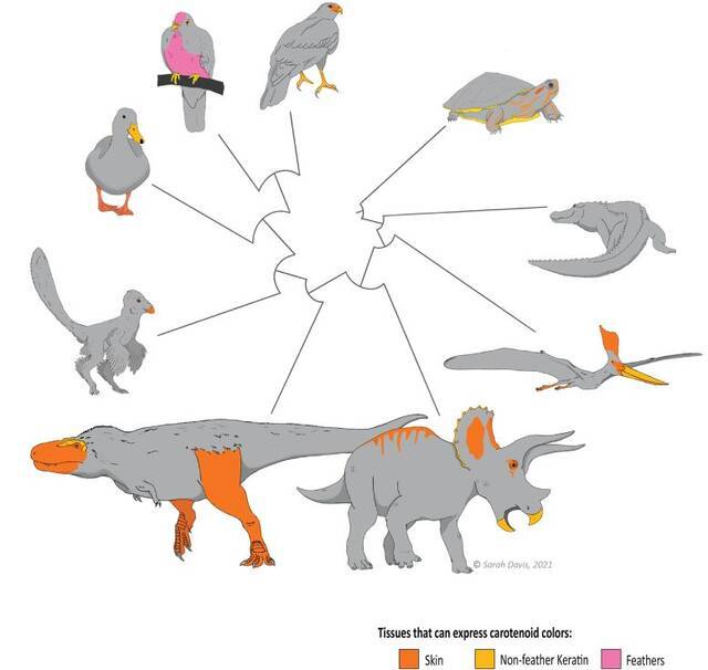 《进化》杂志：恐龙的脸和脚可能具有与现代鸟类相似的鲜艳颜色