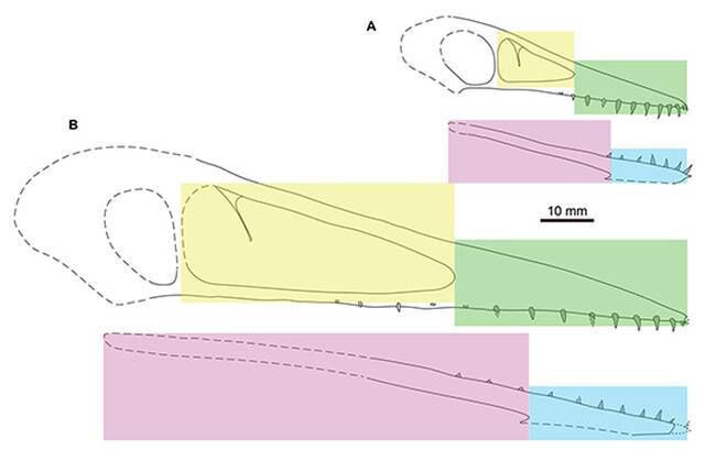 中国鲲鹏翼龙幼年和成年头骨比较（Jiang et al. 2021, AABC），显示大小接近的牙