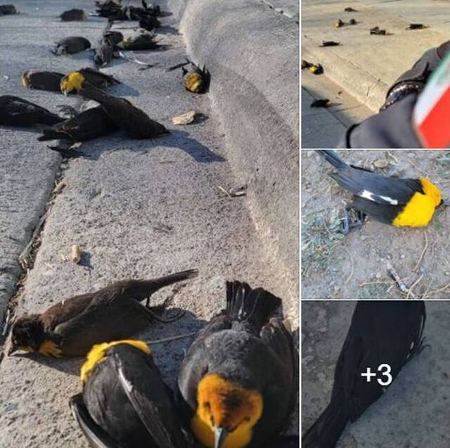 墨西哥奇瓦瓦街头数百只黄头黑鹂神秘从天而降数十只死亡
