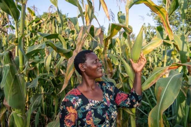 ■气候变化正以不规则降雨和干旱的形式对小农和非洲农民产生重大影响/盖茨基金会