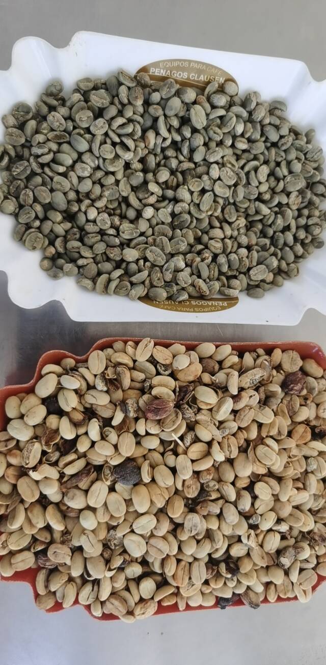 黄色的是带壳豆，青绿色的是咖啡米，图由受访者提供