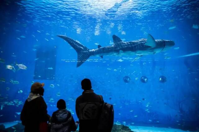 ​世界首条仿生鲸鲨，航天智造！