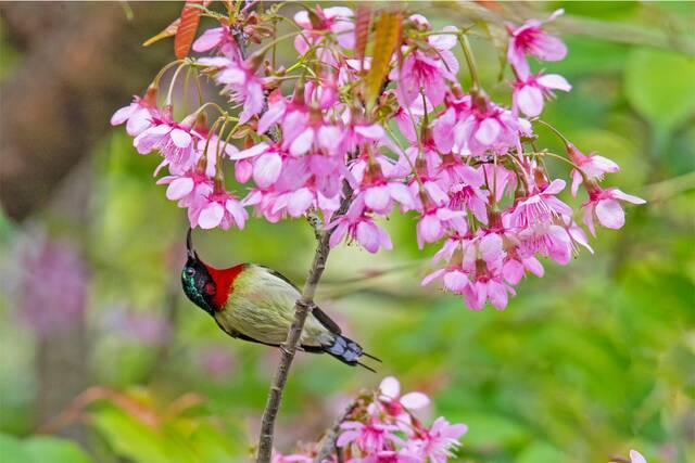 镜头  好雨知时节 当春乃发生