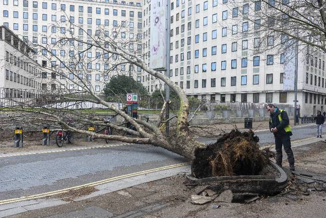 ↑2月18日，英国伦敦的一棵大树被吹倒在地。新华社发（雷伊·唐摄）