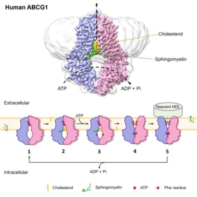 ABCG1的三维结构及其介导胆固醇转运的分子机制