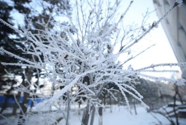 文苑  雪知春信，心怀远方