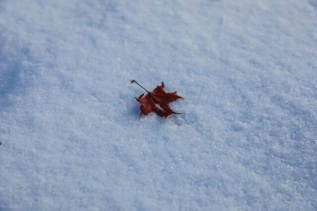 文苑  雪知春信，心怀远方