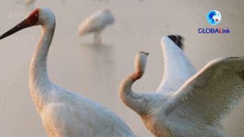 全球连线｜外国人看大江大湖：白鹤为媒，中俄牵手共护生态“长城”