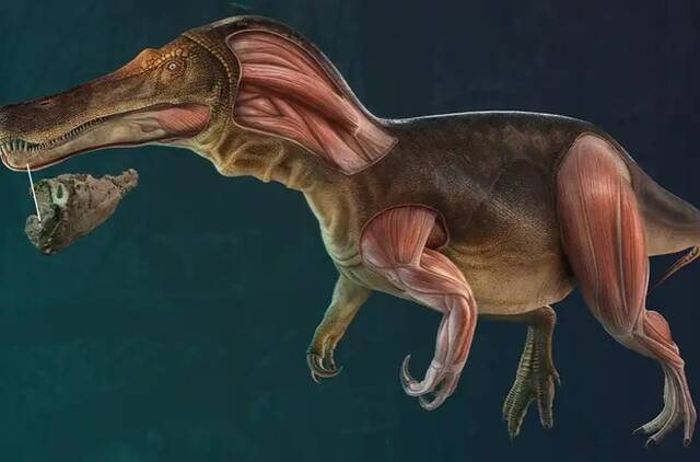 葡萄牙古生物学家发现新种恐龙Iberospinus natarioi身长10米吃鱼维生