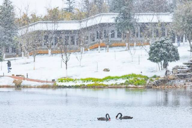 20220222，在云大遇见一场雪，开启一个新学期