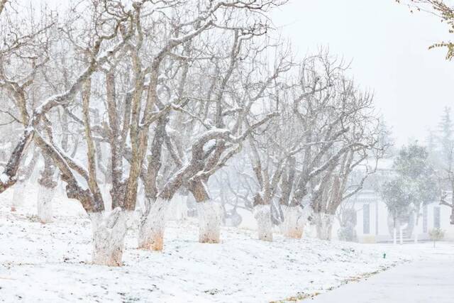 20220222，在云大遇见一场雪，开启一个新学期