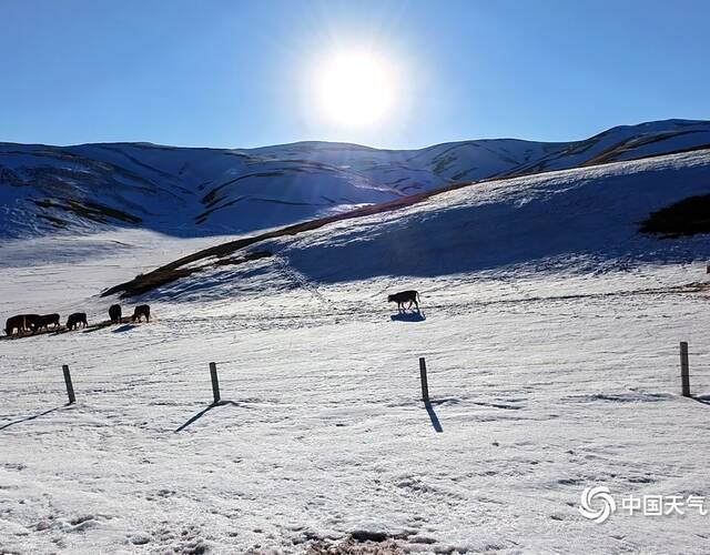 2月17日，曲靖会泽县大海乡草山滑雪场“阳春白雪”美景。蒋琼波摄