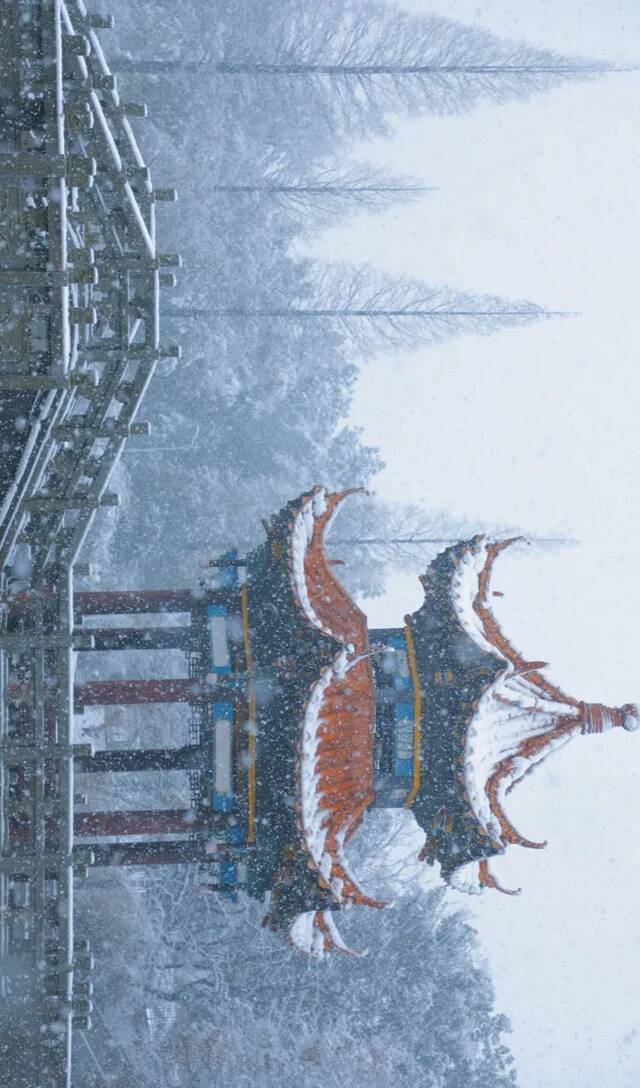 霜雪落满头共白首