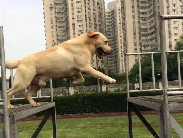 警犬“生米”退役快乐！