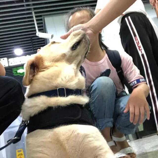 警犬“生米”退役快乐！