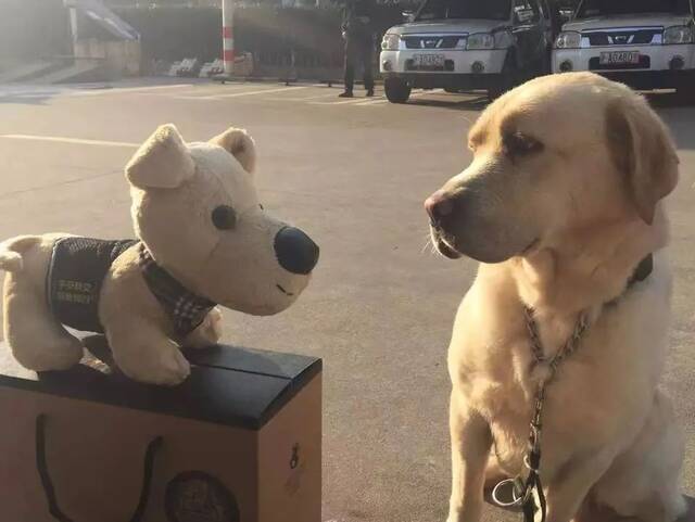 警犬“生米”退役快乐！