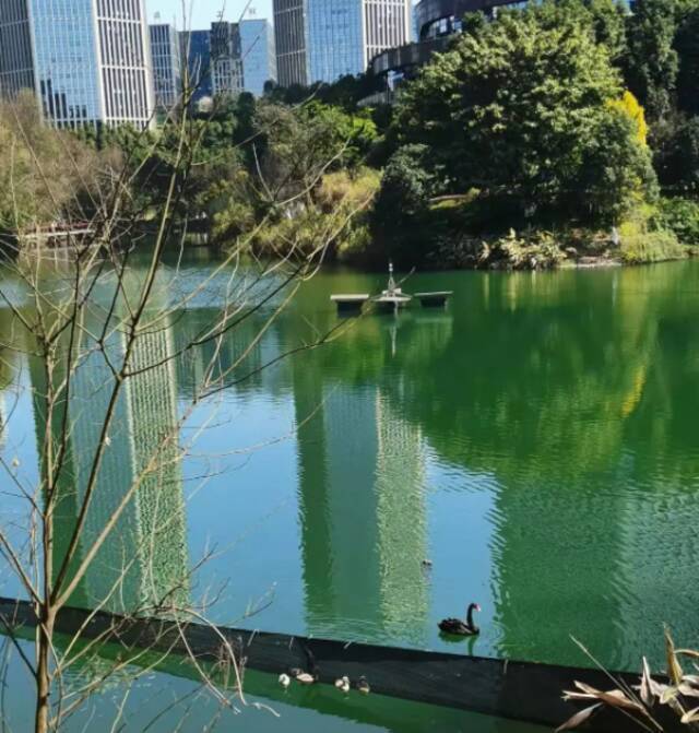 两江新区互联网产业园内，湖水在明媚的阳光照耀下，波光粼粼，清澈耀眼。网友供图