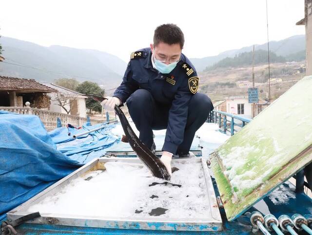 关员监管出口鲟鱼装车重庆海关供图
