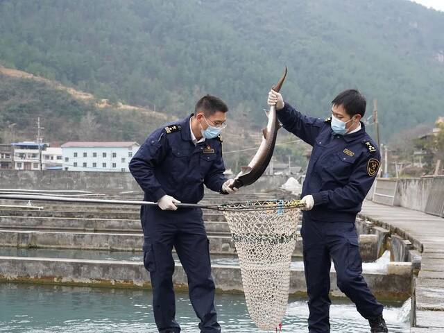 关员对出口鲟鱼进行现场监管重庆海关供图