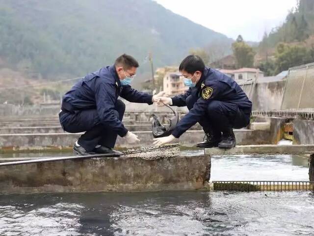 关员在出境水生动物养殖基地抽样重庆海关供图