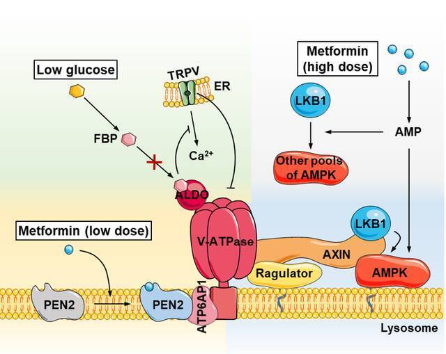 二甲双胍激活AMPK机制