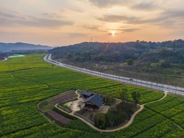 大气浩瀚的花海随风轻荡，田园牧歌般的氛围令人陶醉。郭旭摄