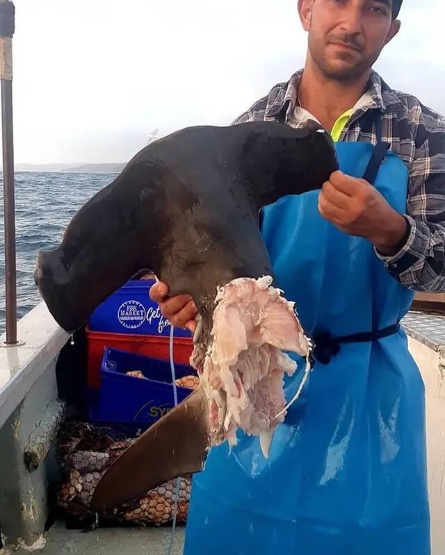 澳洲渔民在接连钓到3条鲨鱼都是只剩下头部有更凶猛的虎鲨在附近？