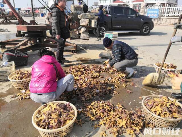 渔民在分拣人工潜水捕捞的海星