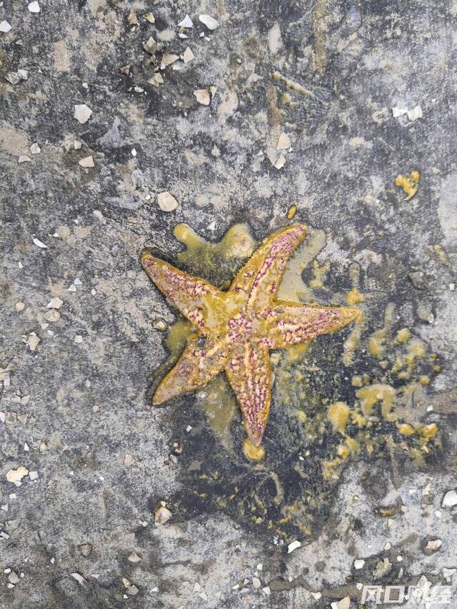 胶州湾里近期捕捞的海星，腕足充满籽