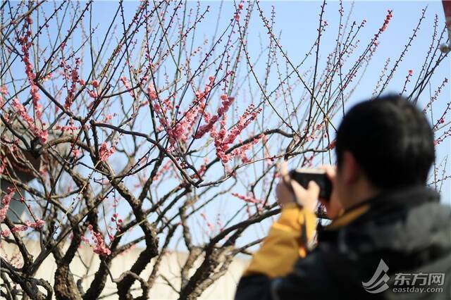 大地回春 上海静安雕塑公园数百株梅花迎来颜值巅峰