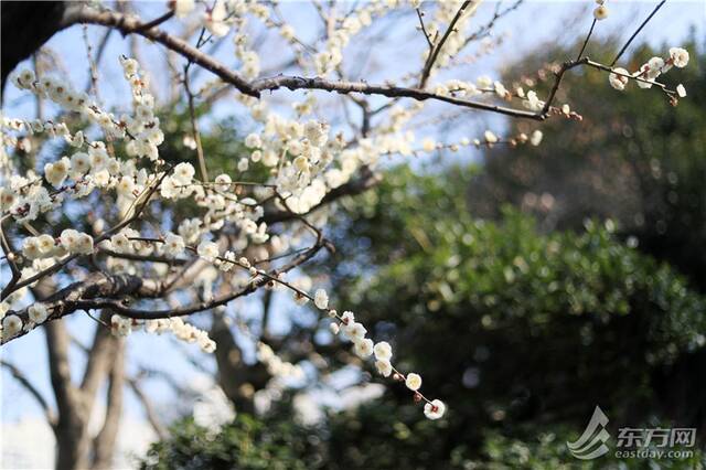 大地回春 上海静安雕塑公园数百株梅花迎来颜值巅峰