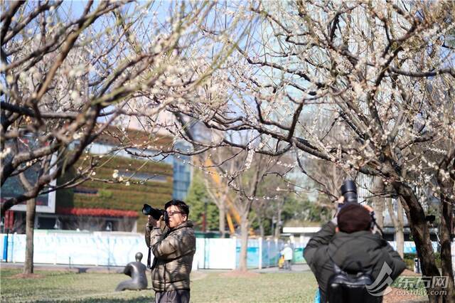 大地回春 上海静安雕塑公园数百株梅花迎来颜值巅峰