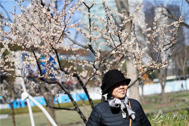 大地回春 上海静安雕塑公园数百株梅花迎来颜值巅峰