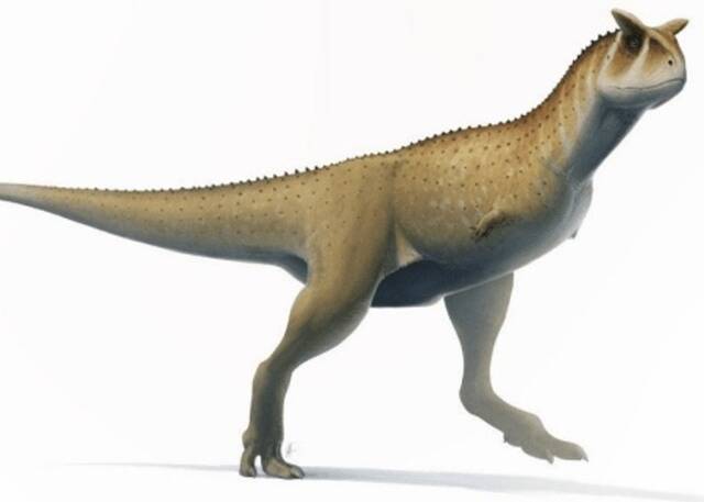 阿根廷萨尔塔省发现白垩纪恐龙头骨化石Guemesia ochoai属于小臂“阿贝力龙”的分支