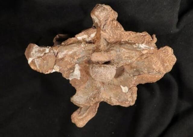阿根廷萨尔塔省发现白垩纪恐龙头骨化石Guemesia ochoai属于小臂“阿贝力龙”的分支
