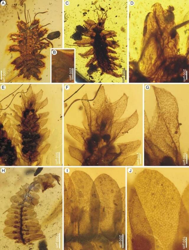 缅甸琥珀中的拟苔草蛉与石松类、苔类形态对比