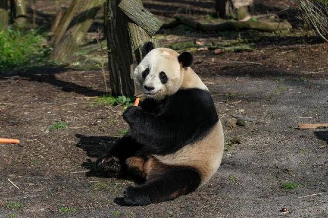 全球连线  熊猫“天宝”驻外延期 比利时粉丝高兴坏了