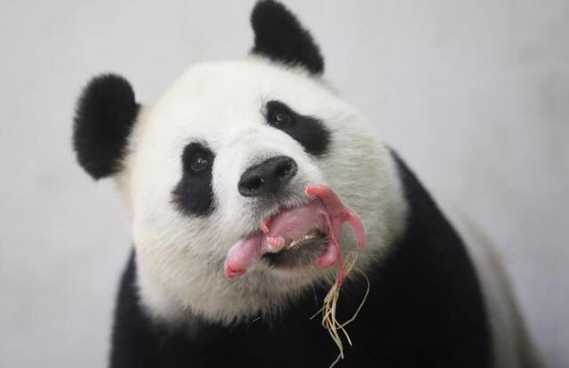 全球连线  熊猫“天宝”驻外延期 比利时粉丝高兴坏了