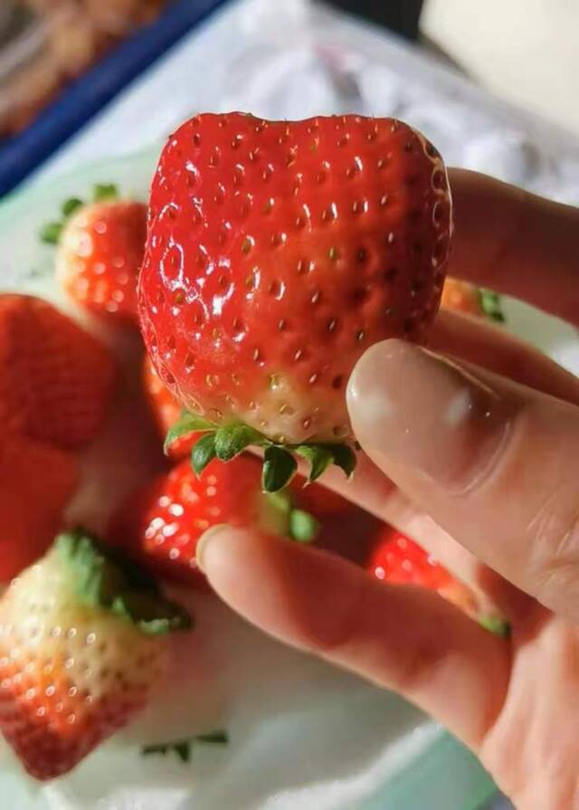 终于降价了！本地草莓开始大量上市，持续了3个多月的高价草莓降幅超过10元/斤
