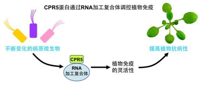 突破性进展！看上海师大王水课题组在植物免疫调控机理上最新研究成果